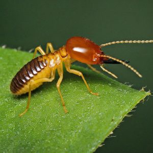 Termite living in the Los Angeles house