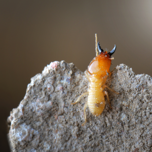 Termites in Beverly Hills