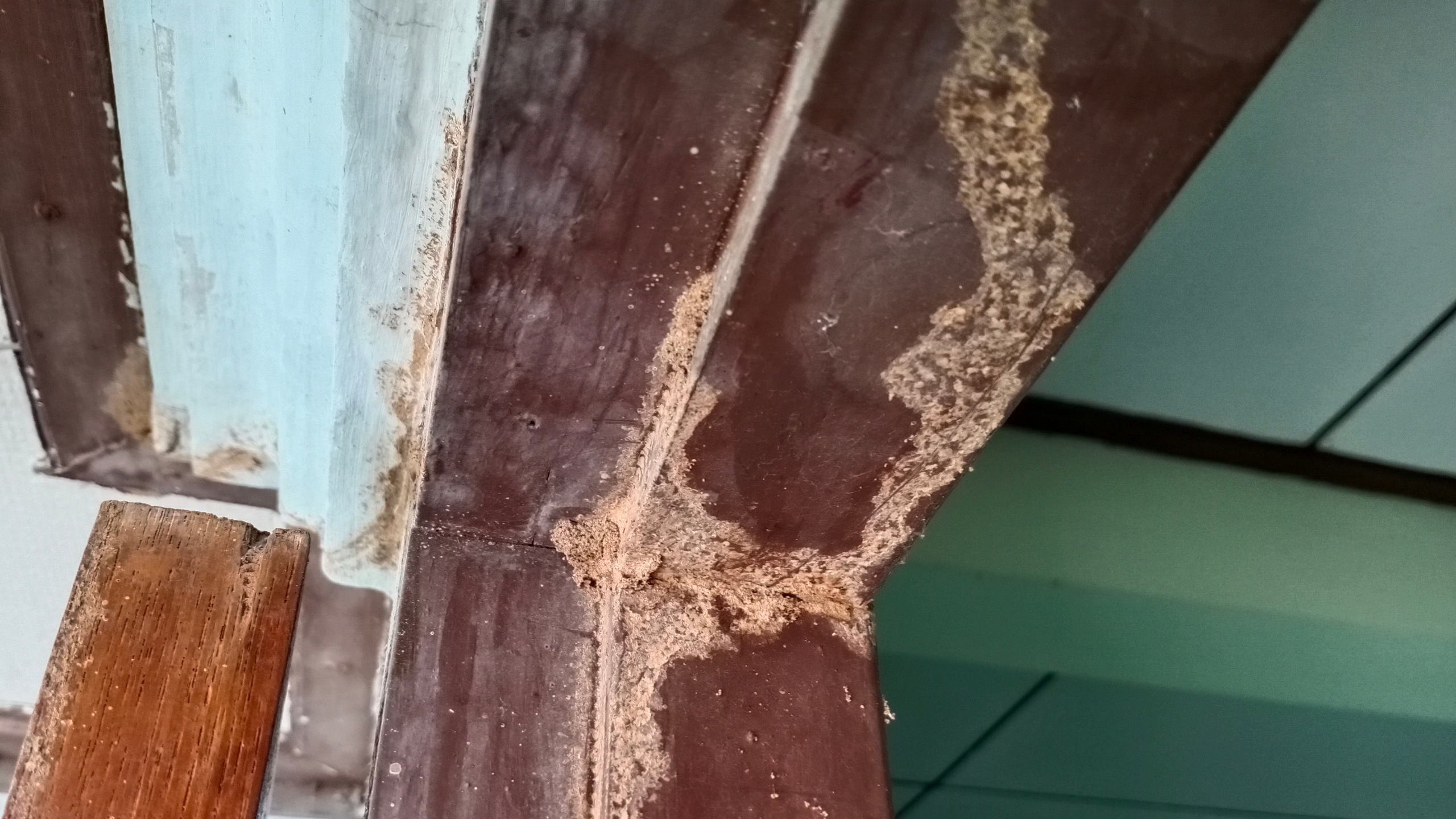 termite_home_damage